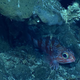 red bellied rosefish